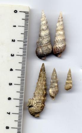 Cerithium?